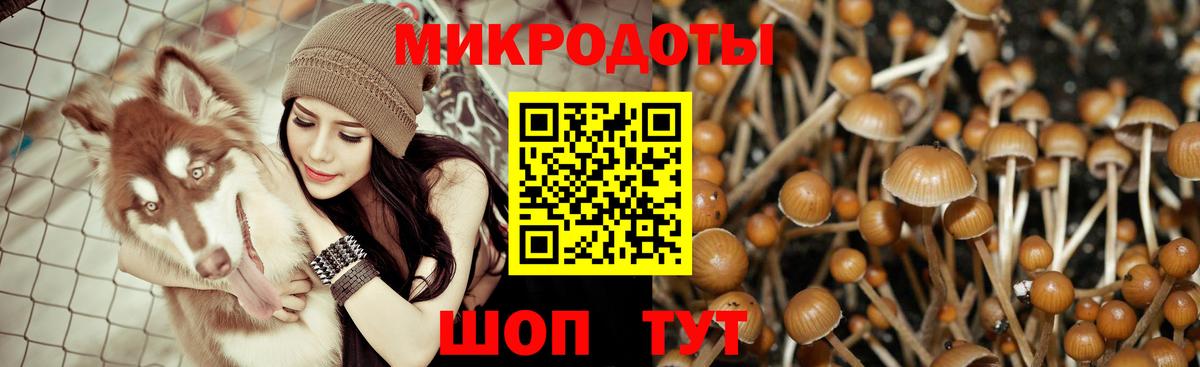 Псилоцибиновые грибы GOLDEN TEACHER  Вход с VPN  Новоалтайск  Псилоцибиновые грибы ЛСД 